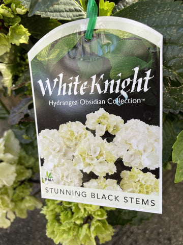 HYDRANGEA WHITE KNIGHT 33CM