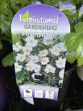 ANEMONE HYBRIDA HONORINE JOBERT 14CM