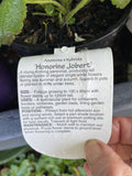 ANEMONE HYBRIDA HONORINE JOBERT 14CM