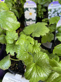 ANEMONE HYBRIDA HONORINE JOBERT 14CM