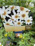 BIDENS ELITE BEES WHITE 14CM
