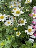 BIDENS ELITE BEES WHITE 14CM