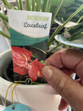 ANTHURIUM 14CM 