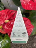 ANTHURIUM 14CM 