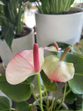 ANTHURIUM 14CM 