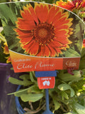 GAILLARDIA ELITE FLAME 14CM