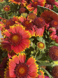 GAILLARDIA ELITE FLAME 14CM