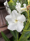 NERIUM DOUBLE WHITE 14CM