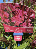 GAURA ELITE ROSE 14CM