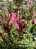 GAURA ELITE ROSE 14CM