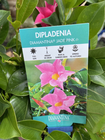 MANDEVILLA JADE PINK 14CM 