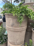 PQP ANTIQUE TERRACOTTA CITRUS POT MEDIUM