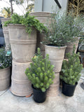 PQP ANTIQUE TERRACOTTA CITRUS POT LARGE