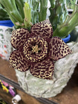 ORBEA VARIEGATA 10CM