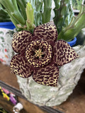 ORBEA VARIEGATA 10CM