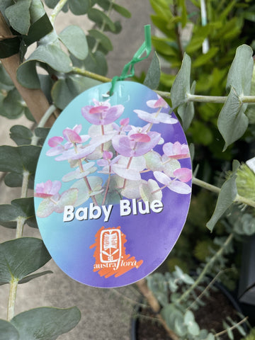 EUCALYPTUS PULVERULENTA BABY BLUE 33CM