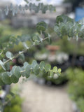 EUCALYPTUS PULVERULENTA BABY BLUE 33CM