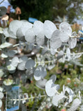 EUCALYPTUS PULVERULENTA BABY BLUE 33CM