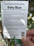 EUCALYPTUS PULVERULENTA BABY BLUE 33CM