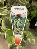 PEPEROMIA OBTUSIFOLIA VARIEGATED 12CM