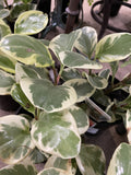 PEPEROMIA OBTUSIFOLIA VARIEGATED 12CM