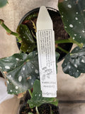 BEGONIA MACULATA 14CM