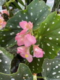 BEGONIA MACULATA 14CM