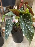 BEGONIA MACULATA 14CM