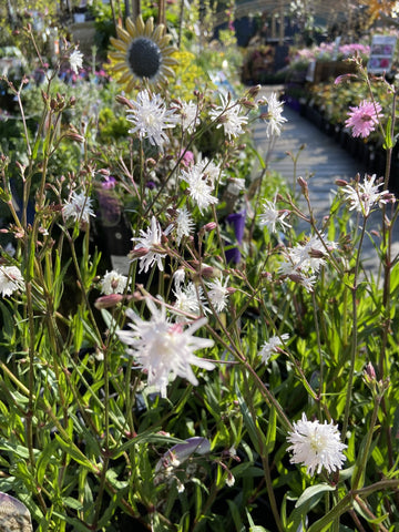 LYCHNIS PETITE HENRI 14CM