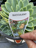 ECHEVERIA COOLVIEW 20CM