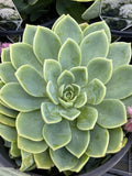 ECHEVERIA COOLVIEW 20CM