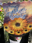 OSTEOSPERMUM SUNSHINE BEAUTY 14CM