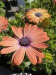 OSTEOSPERMUM SUNSHINE BEAUTY 14CM