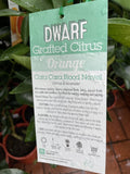 ORANGE DWARF CARA CARA BLOOD NAVEL 5LT