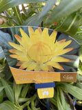 BRACTEANTHA ELITE CITRINE 14CM