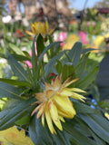 BRACTEANTHA ELITE CITRINE 14CM