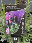 LAVANDULA FORTE DEEP PURPLE 20CM