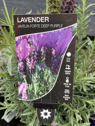 LAVANDULA FORTE DEEP PURPLE 20CM