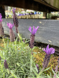 LAVANDULA FORTE DEEP PURPLE 20CM