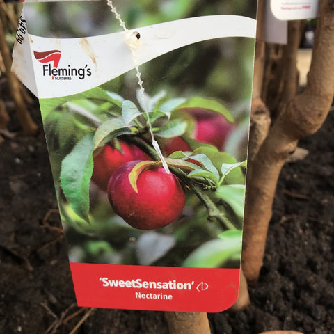 NECTARINE SWEET SENSATION BARE ROOT