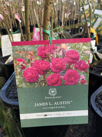 ROSE DAVID AUSTIN JAMES L AUSTIN BARE ROOT – Poyntons Nursery