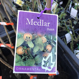 MEDLAR DUTCH BARE ROOT 
