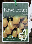 KIWI FRUIT FEMALE BARE ROOT 