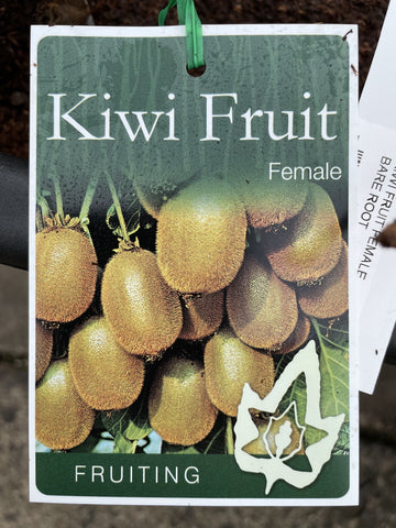 KIWI FRUIT FEMALE BARE ROOT 