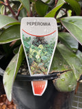 PEPEROMIA OBTUSIFOLIA RED EDGE 20CM