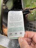 PEPEROMIA OBTUSIFOLIA RED EDGE 20CM