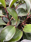 PEPEROMIA OBTUSIFOLIA RED EDGE 20CM