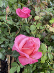 ROSE STANDARD FIRST PRIZE 3FT 20CM 