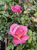 ROSE STANDARD FIRST PRIZE 3FT 20CM 