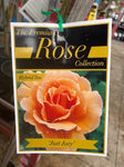 ROSA STANDARD JUST JOEY 3FT BARE ROOT